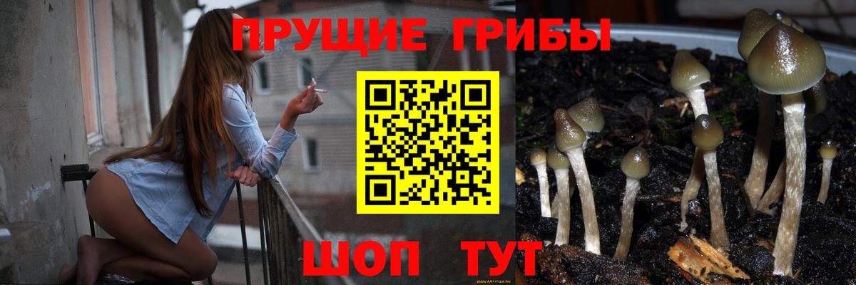 Галлюциногенные грибы Psilocybine cubensis Нарткала